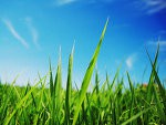 Residential Property Maintenance